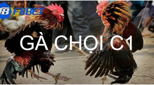 Gà Chọi C1: Kinh Nghiệm Chọn Gà Chiến Tinh Anh Dễ Thắng 1