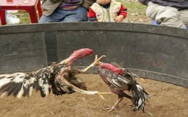 Cập Nhật Link Xem Đá Gà Trực Tiếp Ổn Định Nhất 1