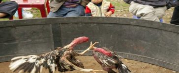 Cập Nhật Link Xem Đá Gà Trực Tiếp Ổn Định Nhất 1