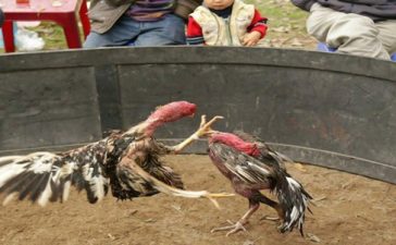 Cập Nhật Link Xem Đá Gà Trực Tiếp Ổn Định Nhất 1