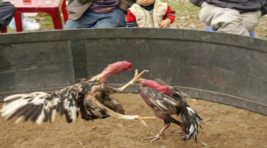 Cập Nhật Link Xem Đá Gà Trực Tiếp Ổn Định Nhất 1