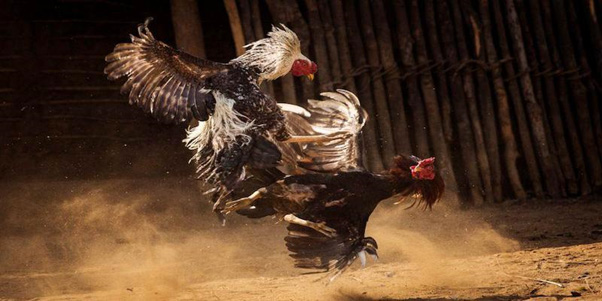 Cập Nhật Link Xem Đá Gà Trực Tiếp Ổn Định Nhất 2