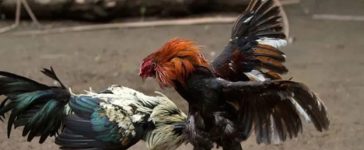 Kinh nghiệm xem đá gà trực tiếp Ga6789 1