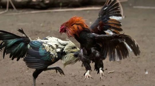 Kinh nghiệm xem đá gà trực tiếp Ga6789 1